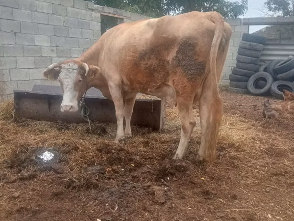 गाय, मवेशी
