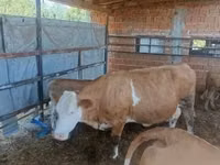 Kuh, French Simmental cattle — Foto 3