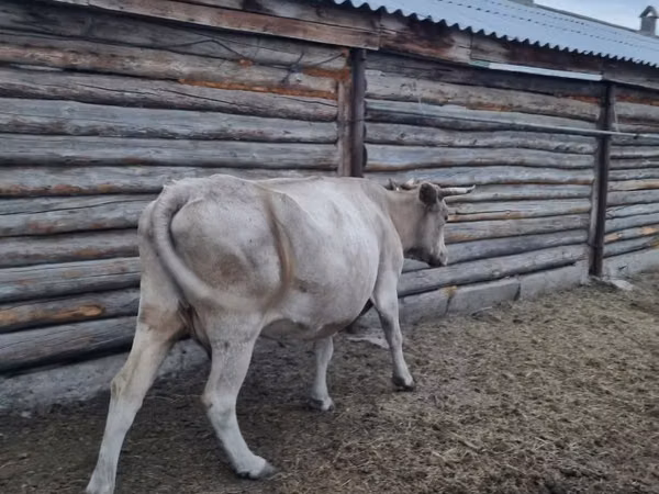 Cow, Cattle