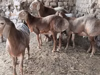 Carnero, Arashan sheep — foto 3