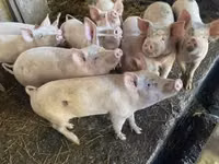 Pigs (batch, sex not specified), Pigs — photo 6