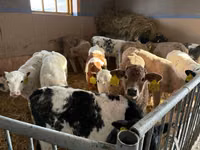 Rinder (Partie, Geschlecht nicht angegeben), Simmental cattle — Foto 4