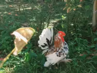 Japanisches Bantam — Foto 1