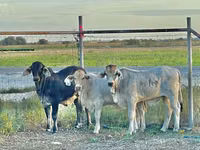 Cow, Brahman — photo 2