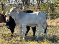 Cow, Brahman — photo 3