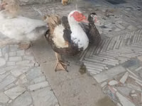 Ducks — 4 зураг