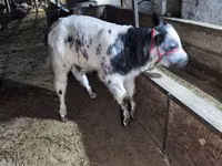 Bull, Belgian Blue — photo 4