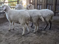 Oveja, Merino sheep — foto 6