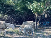 मेढ़ा, Merinoland sheep — फ़ोटो 8