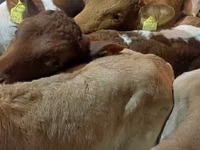 أبقار (دفعة، الجنس غير محدد), Simmental cattle — الصورة 6