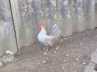 Chickens — Foto 1