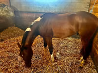 Hengst, Thoroughbred horse — Foto 7
