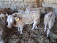 Bulle, Charolais cattle — Foto 5