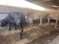 母牛, Swiss cattle — 照片 3