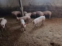 Schweine (Partie, Geschlecht nicht angegeben) — Foto 6