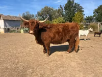 Үнээ, Highland — 2 зураг