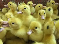 Ducks — 照片 6