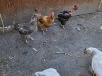 डेनिश हेन — फ़ोटो 4