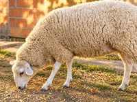 भेड़, British  Milksheep — फ़ोटो 3