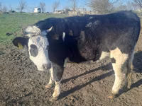 Үнээ, Simmental cattle — 2 зураг