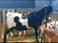 عنزة, Gembrong goats — الصورة 2