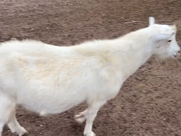 Ямааны ухна, Saanen goat