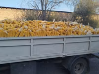 🌽🌽🌽Жугору Сатылат 🌽🌽🌽Продаю Кукурузу ✅✅✅качество 💯💯💯 — الصورة 2