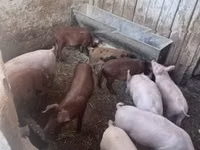 Pigs (batch, sex not specified) — photo 2