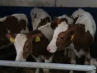 Bull, Simmental cattle — photo 7
