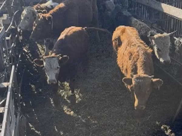 सांड, Simmental cattle