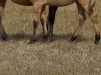 حصان, Bashkir horse — الصورة 5