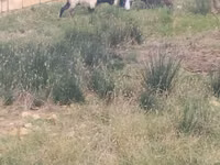 Cabras (lote, sexo no especificado), Cabras — foto 2