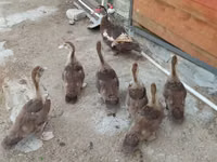 Ducks — Foto 3