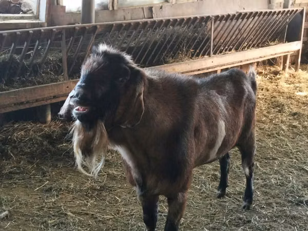 बकरा, Nubian Goat