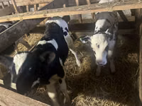 Bulle, Russian Black pied cattle — Foto 2