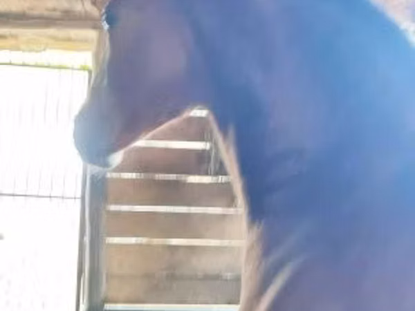 公马, Nonius horse