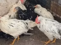 Chickens — الصورة 2