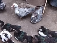 Ducks — Foto 3