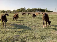 Cattle (batch, sex not specified), Cattle — photo 1
