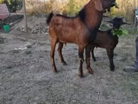 बकरा, Nubian Goat — फ़ोटो 1