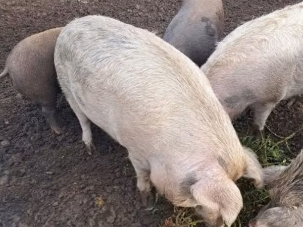 Sow, Pigs
