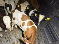 公牛, Cattle — 照片 4