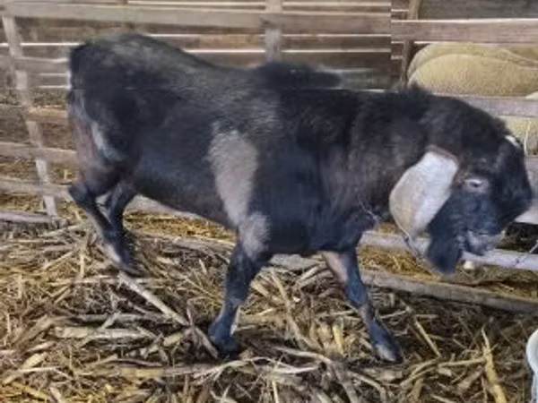 Billy Goat, Nubian Goat