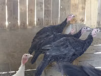 Turkeys — Foto 2
