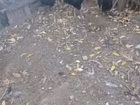 Ayam Cemani — Foto 6