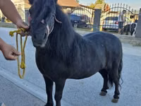 Horse (M), Horses — photo 2