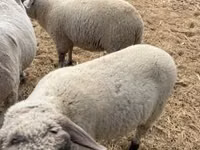 Widder, Tsigai sheep — Foto 2