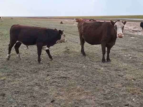 गाय, Simmental cattle