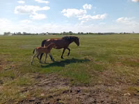 Stute, Kinsky horse — Foto 6