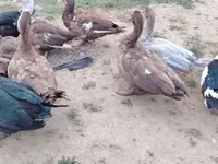 Ducks — फ़ोटो 5